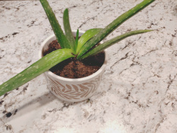 an aloe vera plant