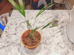 an areca palm