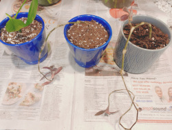 cuttings in pots