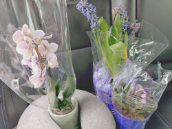 an orchid, an african violate, and a hyacinth