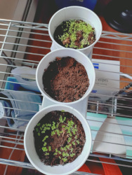 herbs in tin pails