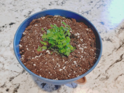 lemon balm seedlings in a wicking pot