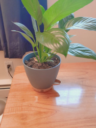a peace lily