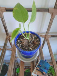 a pothos plant