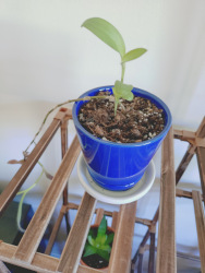 a purple heart plant