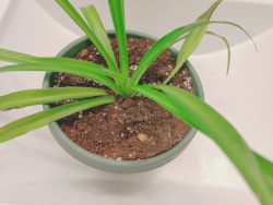 a spider plant