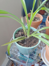 a spider plant