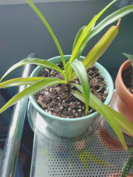 a spider plant