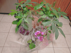 two money trees and an orchid in pots