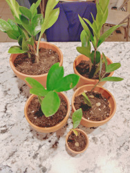 a zz plant