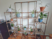 wooden shelves in a grid with a plant on each shelf